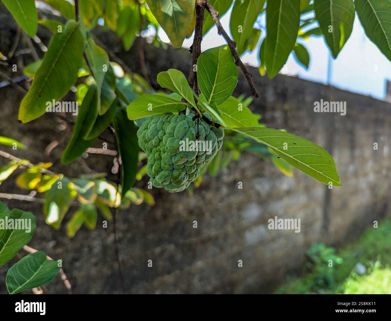 Sugar Apple - Smartphone Captured Stock Image