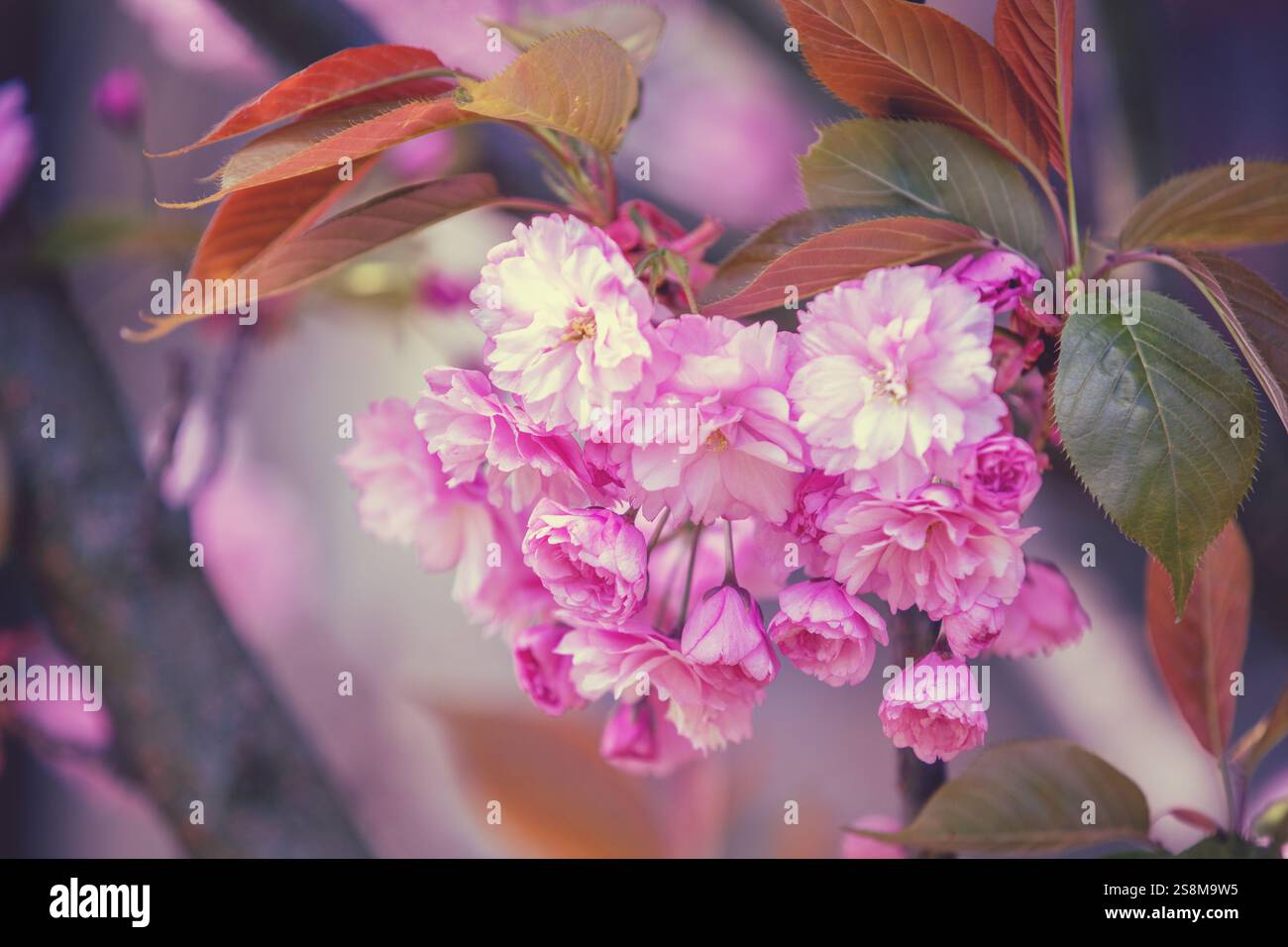 Blooming pink sakura flowers on a branch Stock Photo - Alamy