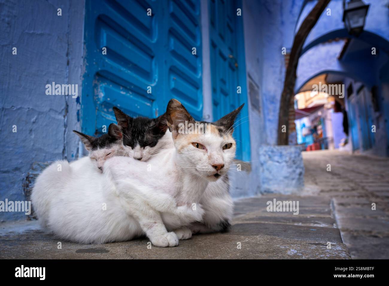 Female stray cat with two kittens on a Medina alley inside the blue city, Chefchaouen, Morocco. Moroccan cats. Stock Photo