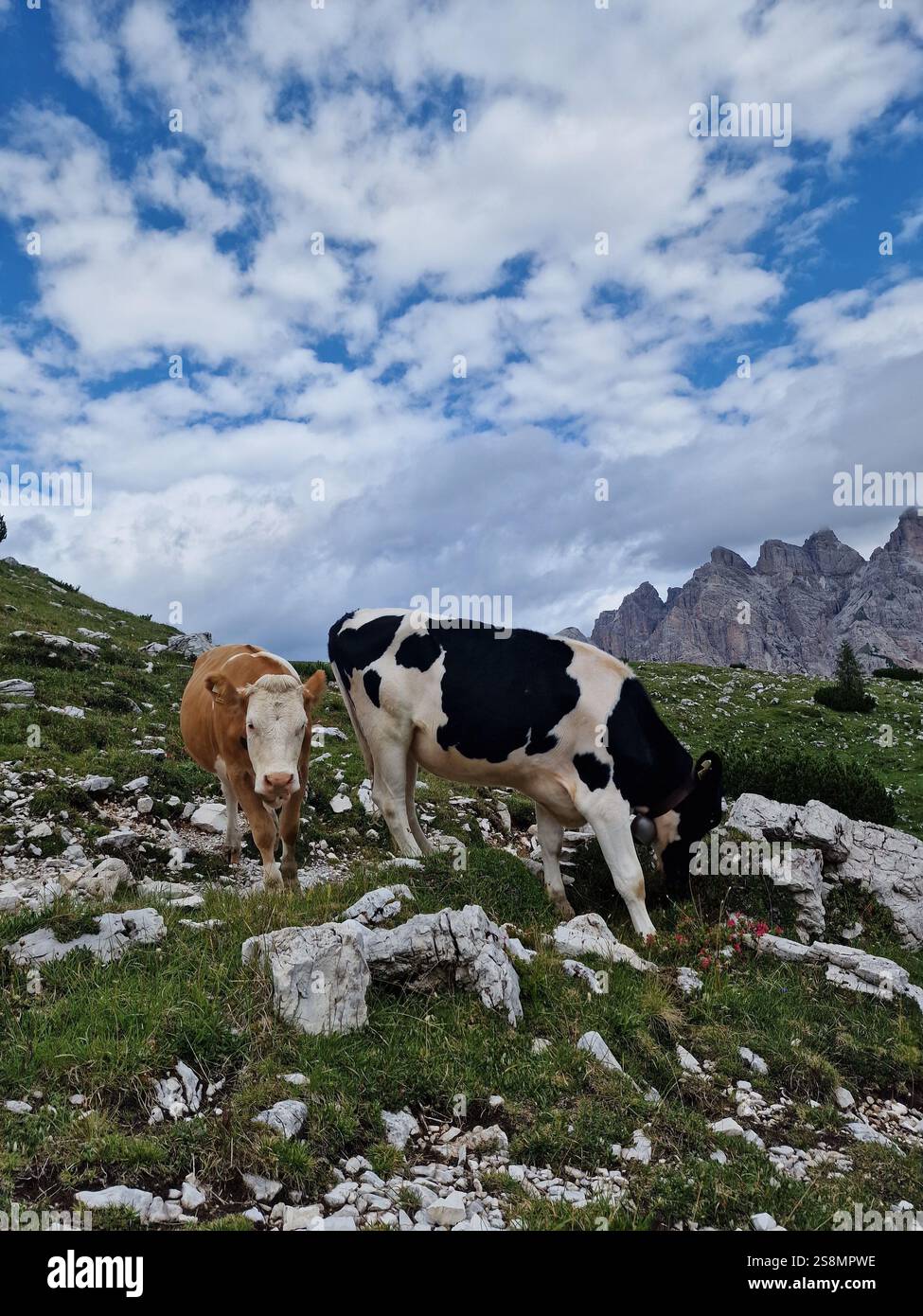 Two cows grazing in a lush green rocky field under a vibrant sky filled ...