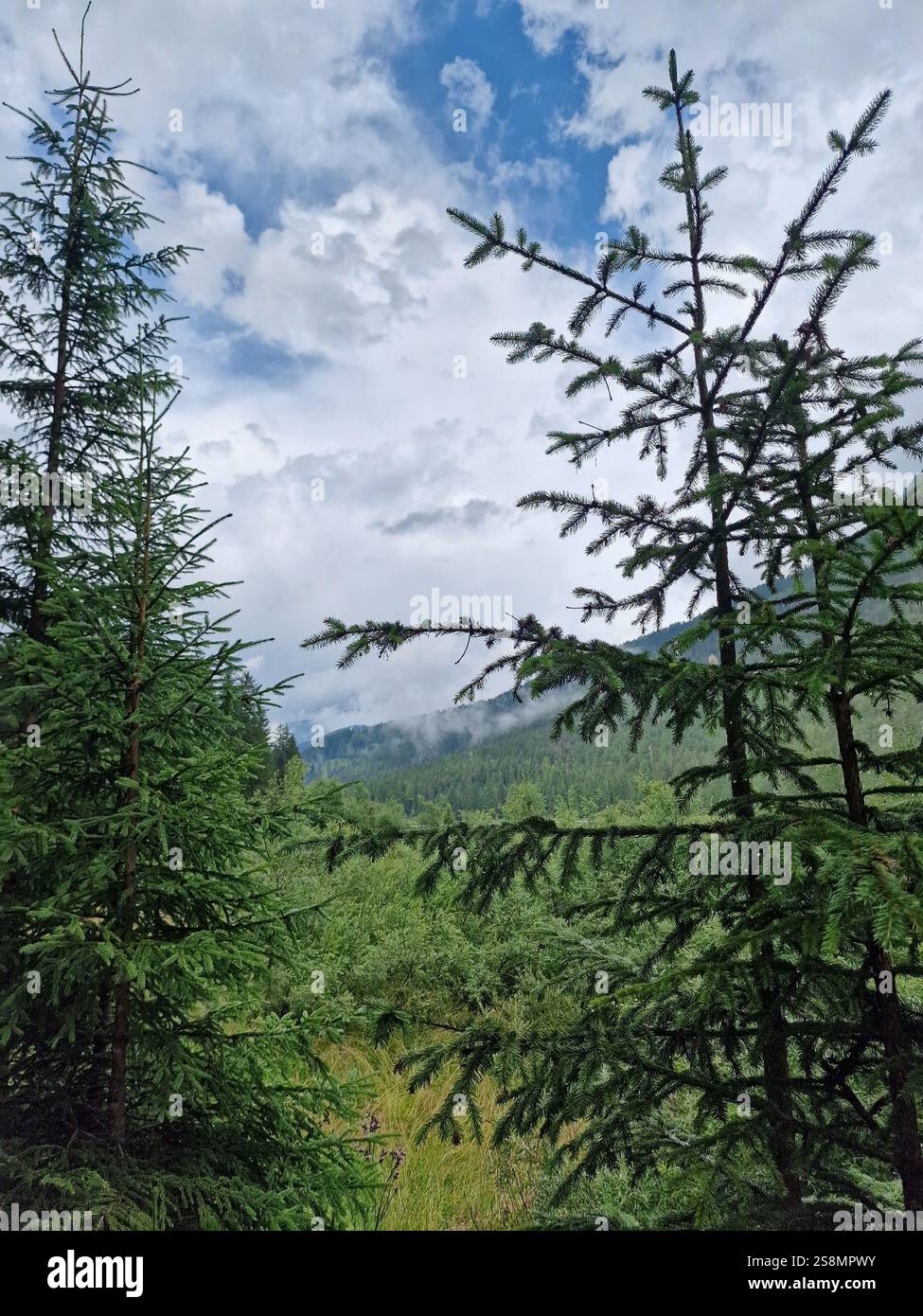 Serene forest scene, viewpoint from a mountain to lush green woods, tall spruces, clouds in the sky, sense of freedom, tranquility, concept of hiking Stock Photo