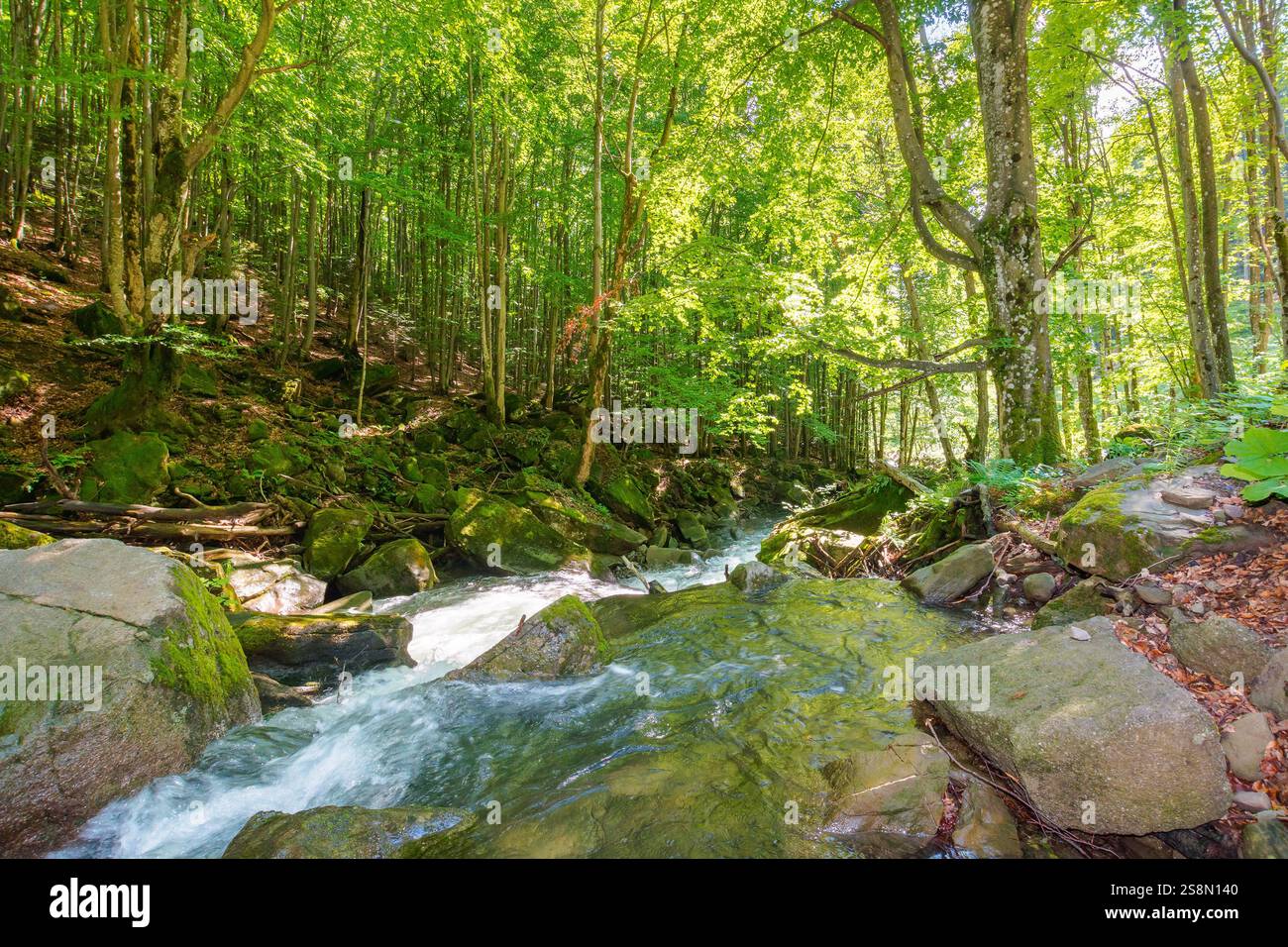 landscape with river in the beech forest. natural freshness of rapid  torrent. wild water stream among mossy rocks on a sunny day. picturesque outdoor Stock Photo