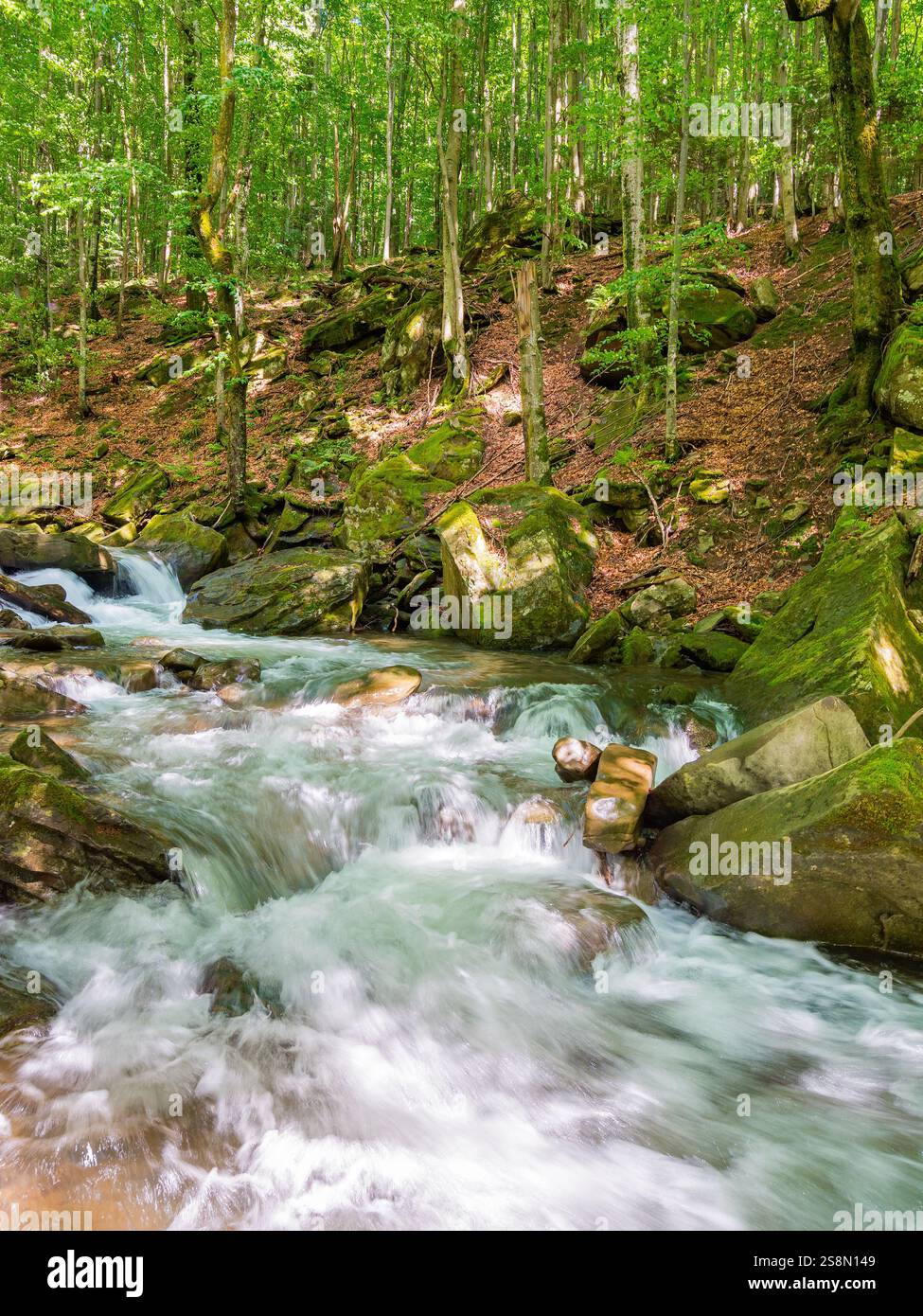 landscape with river in the beech forest. scenic woods in bright light. wild water stream among mossy rocks on a sunny day. boulder on the shore Stock Photo