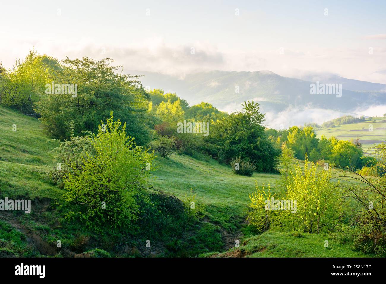 mountain landscape with fog and clouds. meteorology forecast of weather change in ukraine. deciduous woods on the grassy hill. sunny morning in spring Stock Photo