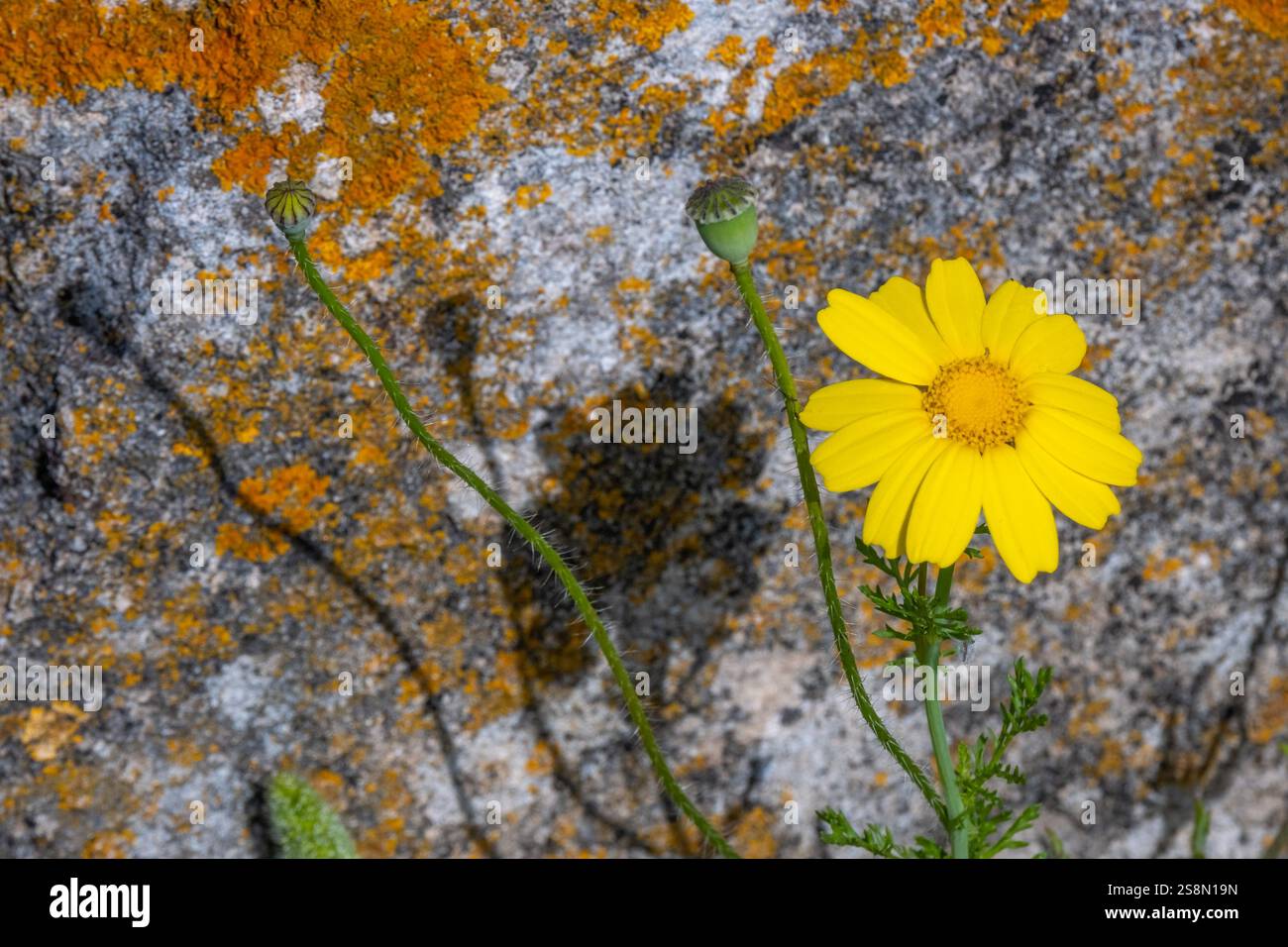 Kronenwucherblume (Glebionis), Tharros, Europa, Provinz Oristano, Italien Stock Photo