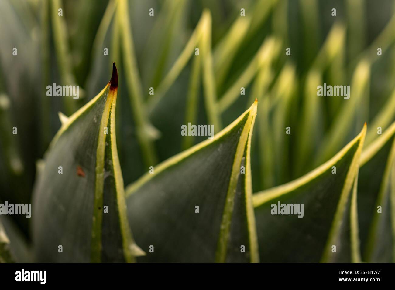 La Magia Delle Piante: Guida Completa Alla Germinazione Dei Semi - Foto 3