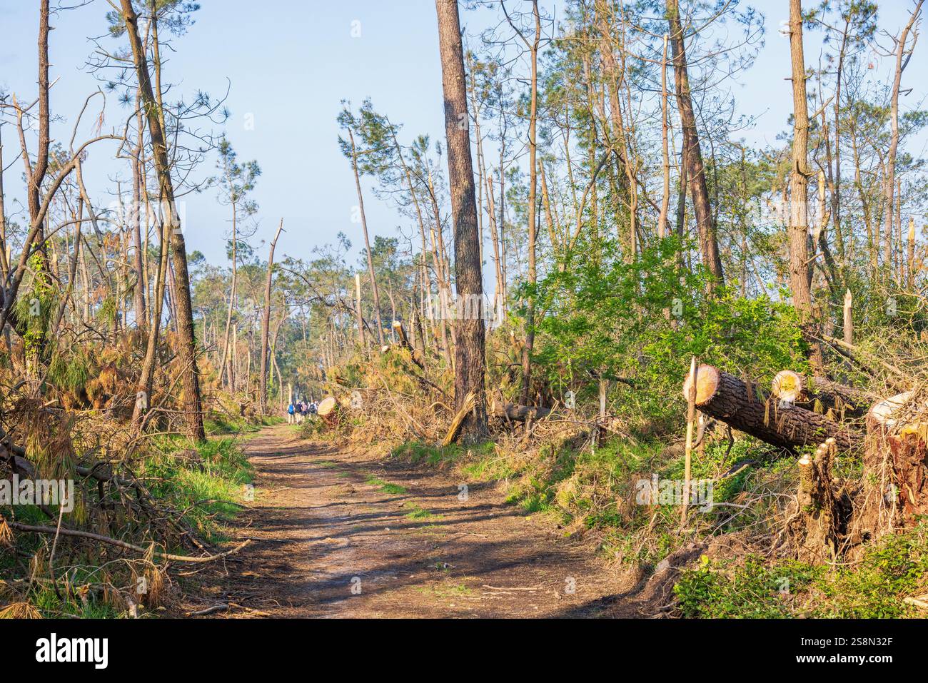 Path in a storm damaged forest with fallen trees Stock Photo