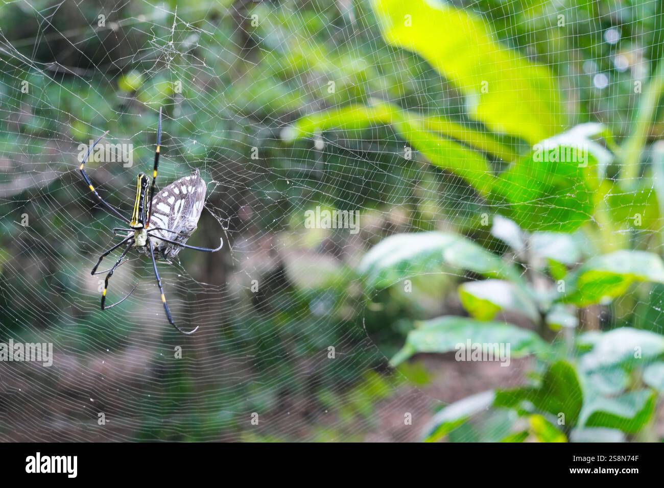 Giant golden orb weaver spider preying on a butterfly. Caught on web concept. Stock Photo