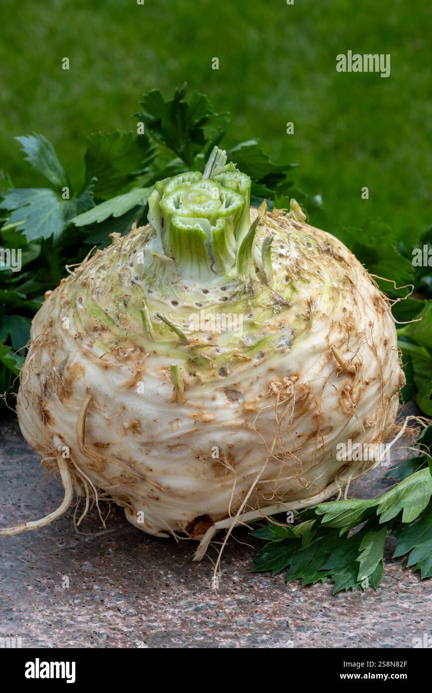 Celery root head, fresh celeriac, source of vitamins, fresh healthy ...
