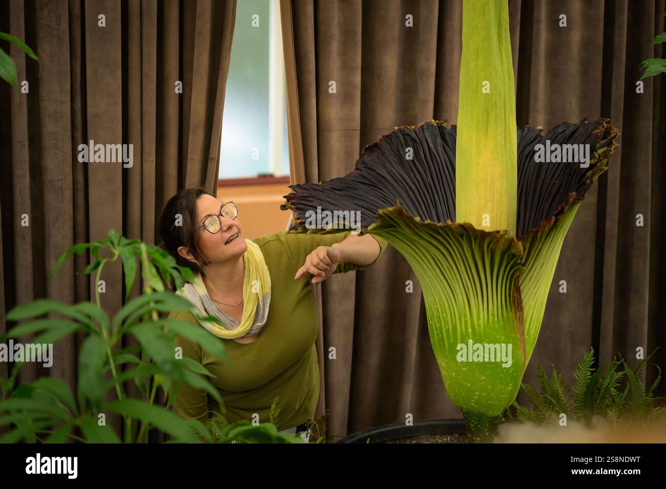 sansevieria big 7-10FT Snake Plant  Dahing Plants