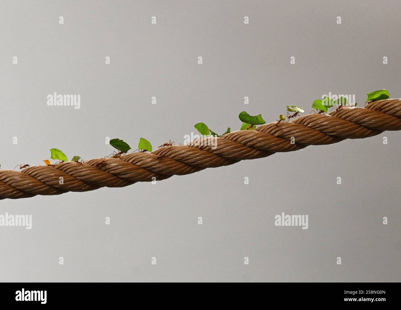 leaf cutter ants on rope Stock Photo