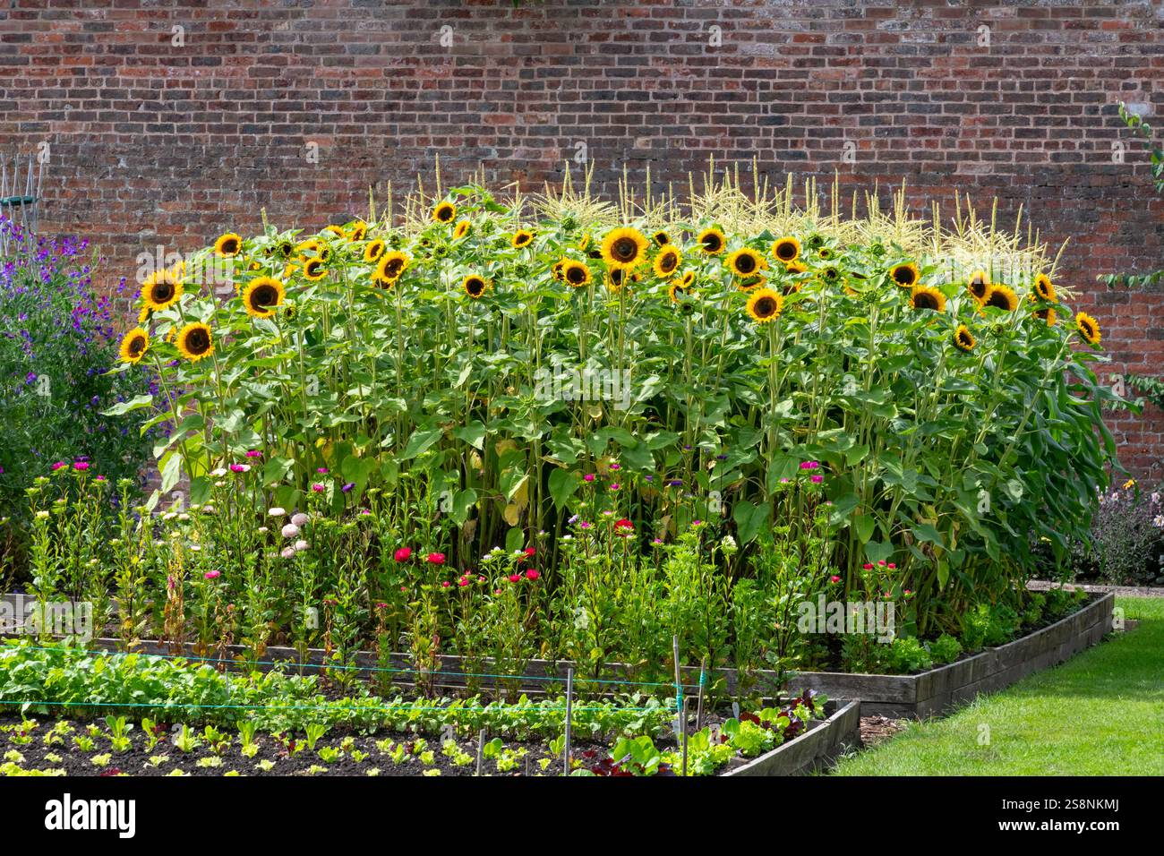 Companion planting summer hi-res stock photography and images - Alamy