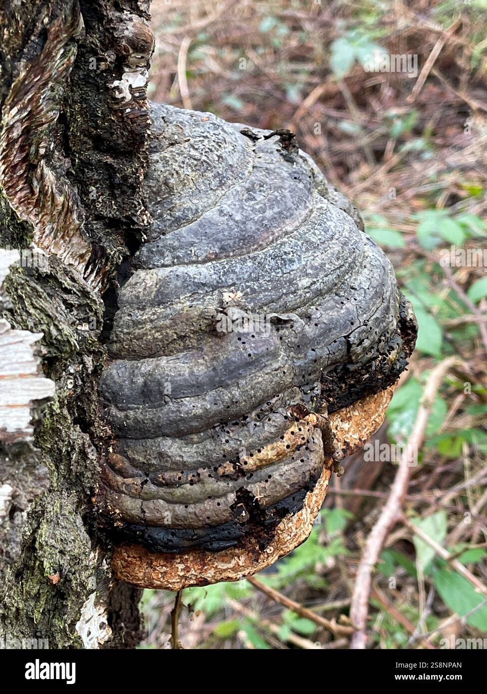 Horse's Hoof or Tinder fungus. The 5000 year old Ötzi the Iceman carried suchfungus, Holme Fen, Cambridgeshire - Smartphone Captured Stock Image