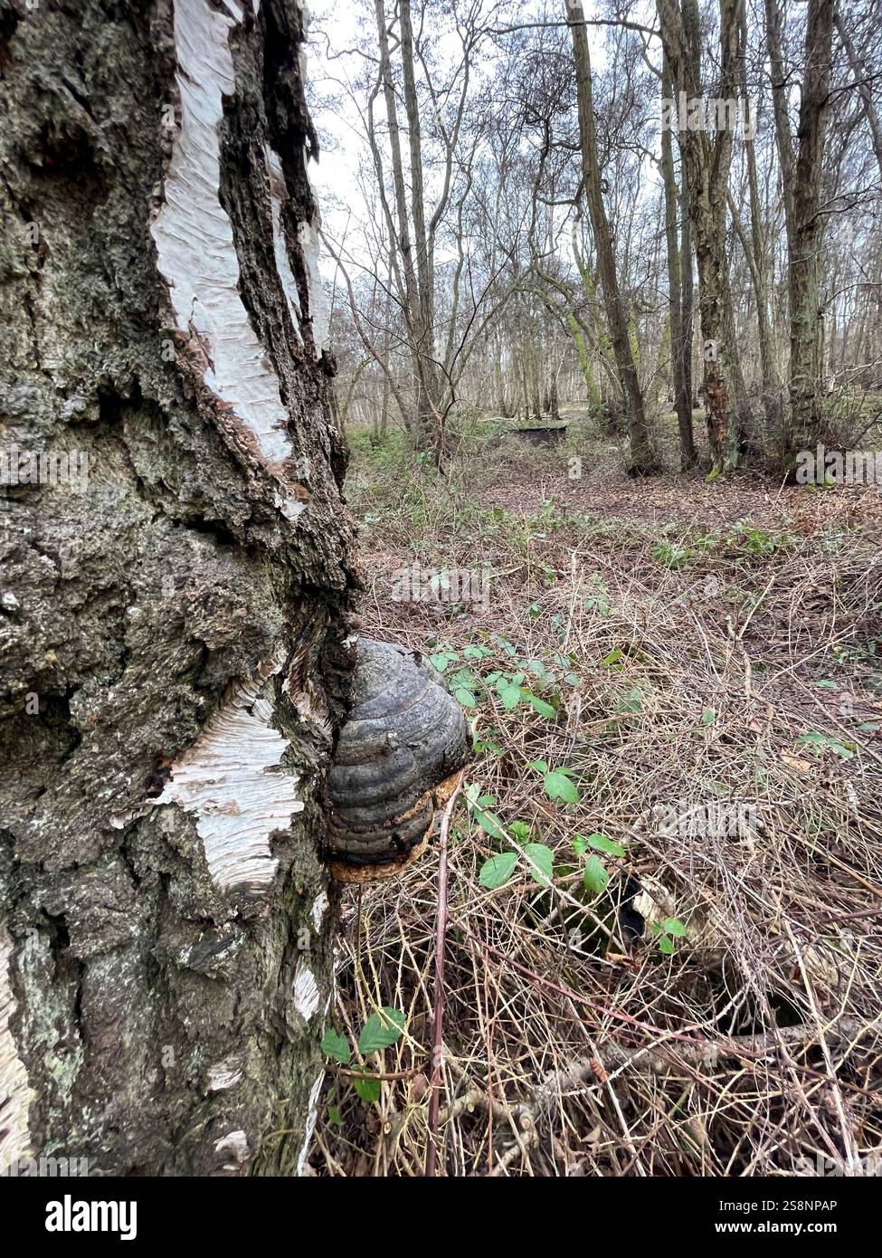 Horse's Hoof or Tinder fungus. The 5000 year old Ötzi the Iceman carried suchfungus, Holme Fen, Cambridgeshire - Smartphone Captured Stock Image