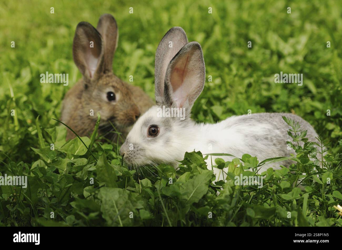 Conspicuous Yellow Rabbit Two hares in the grass, one with conspicuous ears, domestic rabbit ...