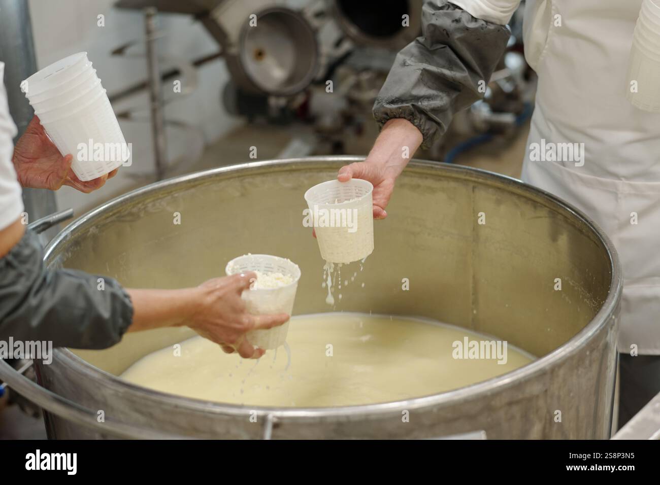 Close-up of workers scooping fresh cheese curds from a large industrial ...