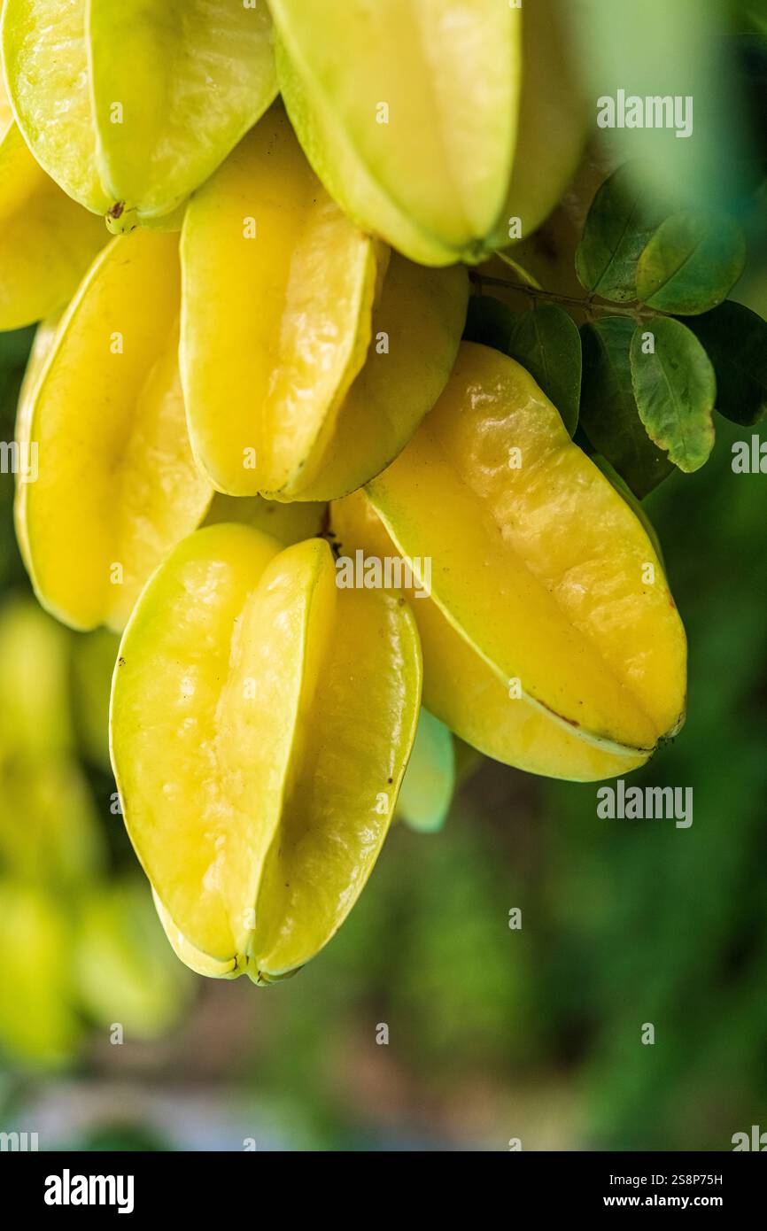 Close-Up of Ripe Starfruit Cluster on Tree Branch Stock Photo