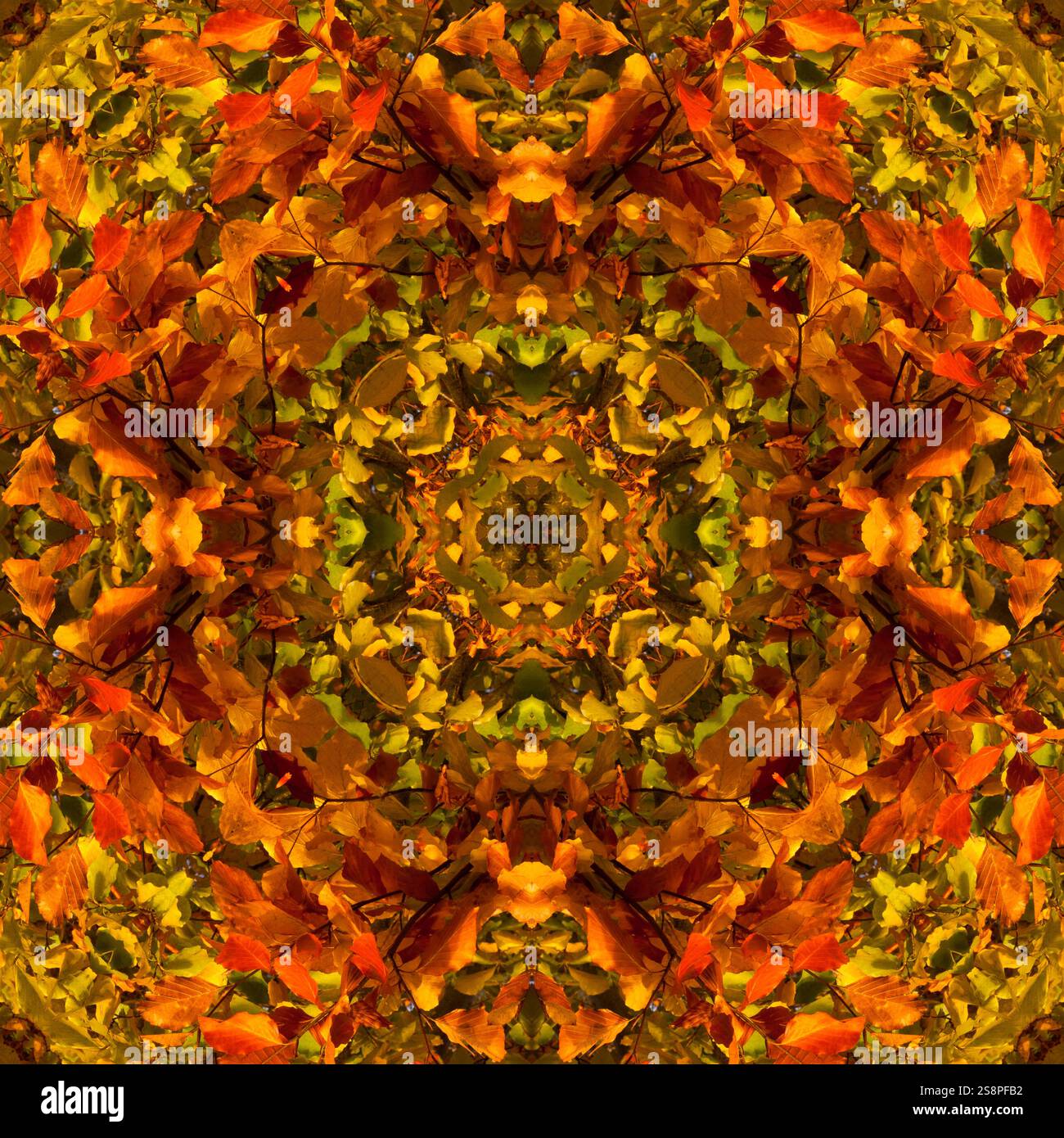 Kaleidoscope of Autumn leaves Stock Photo - Alamy
