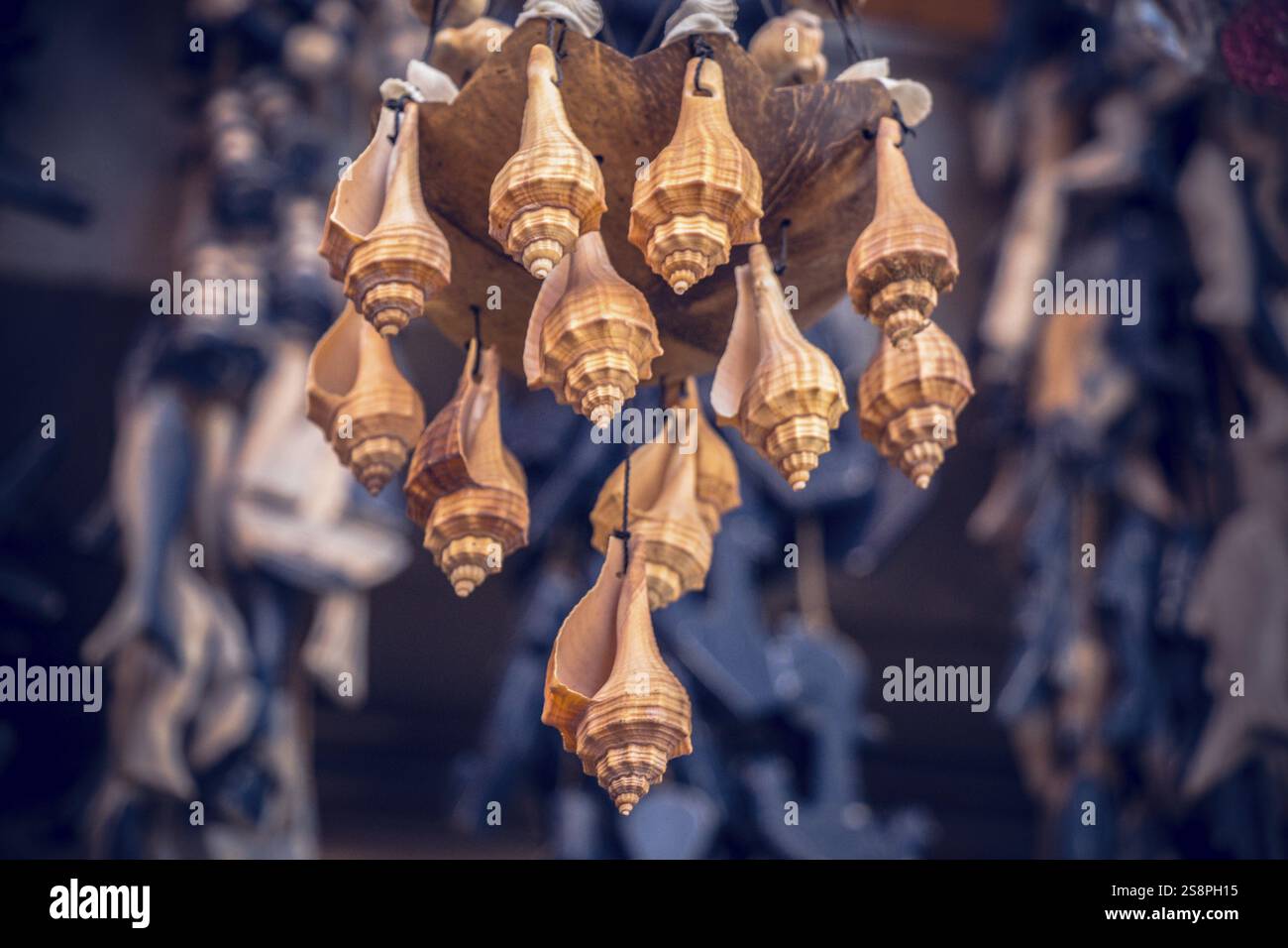 Natural seashell macro texture. Seashells background texture Stock ...