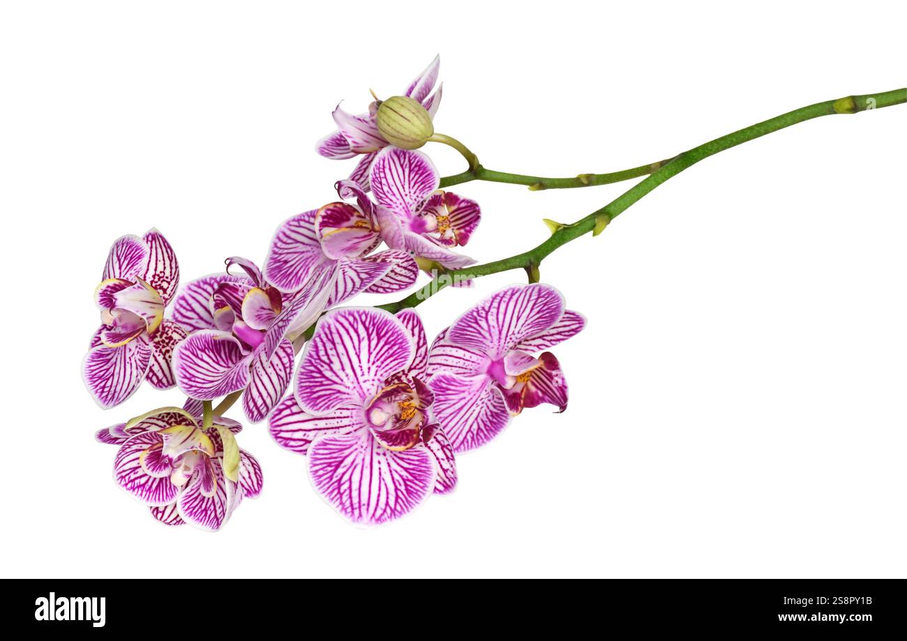A stem with purple Moth Orchid flowers isolated cutout on white Stock Photo