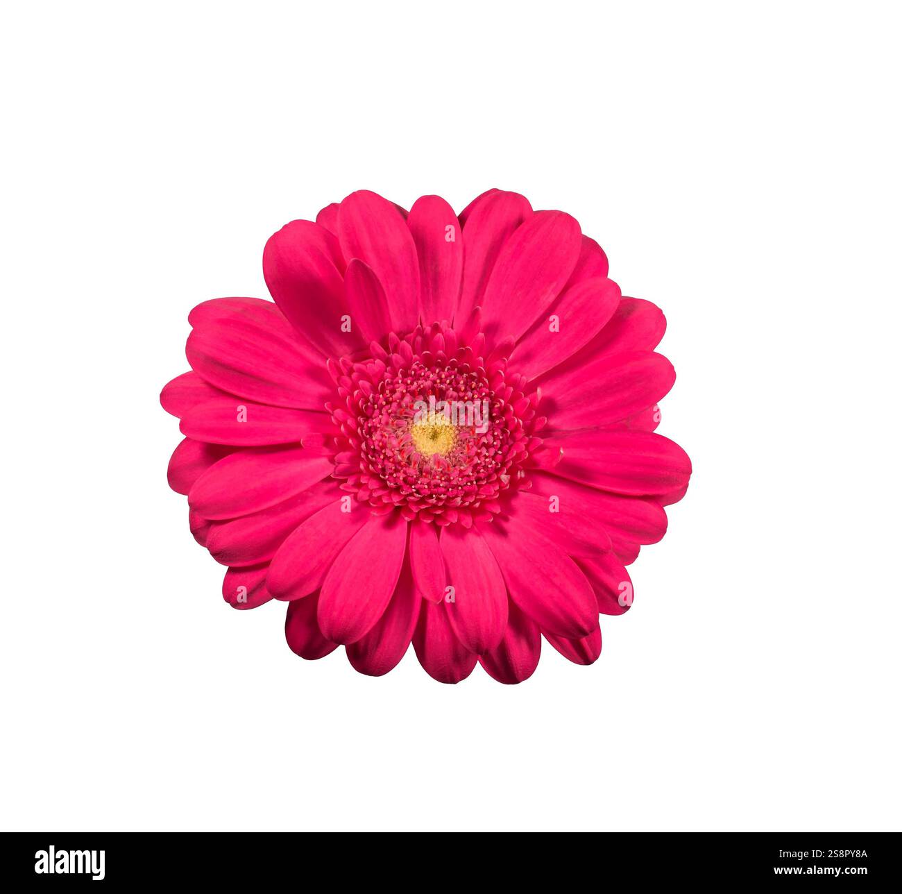 Pink gerbera daisy flower isolated cutout Stock Photo