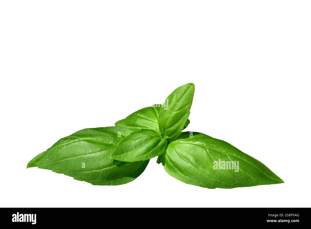 Green basil leaves isolated on white background Stock Photo