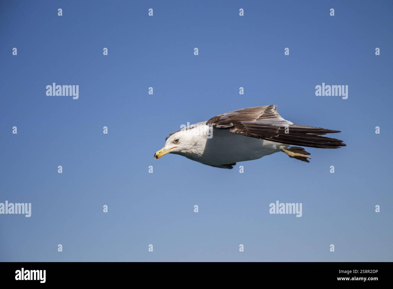 Single seagull flying in a blue sky as a background Stock Photo