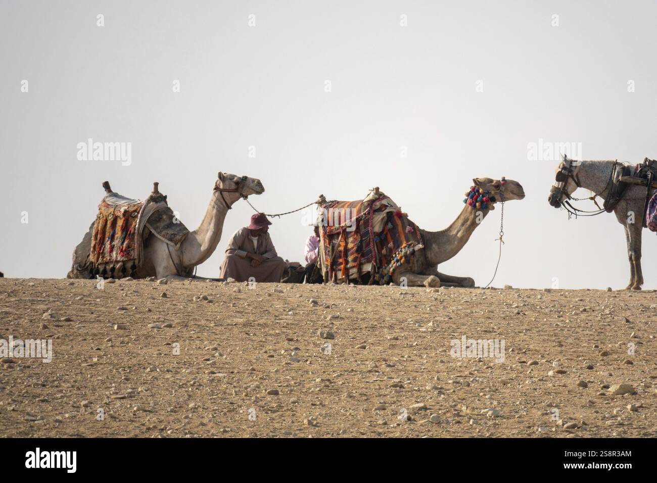 An image of a camel ride in the desert Cairo Egypt Stock Photo - Alamy