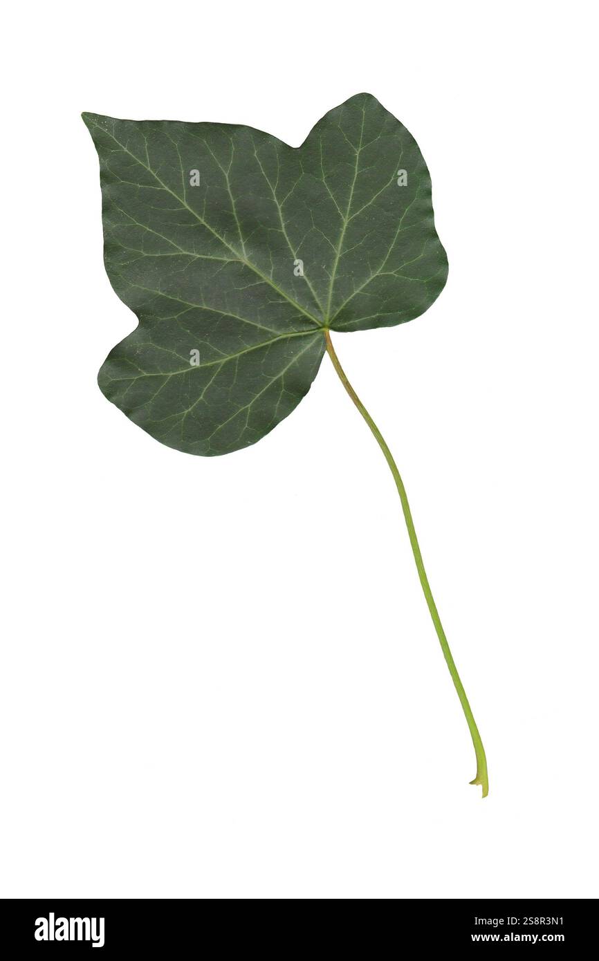 An image of a ivy leaf isolated on a white background Stock Photo - Alamy