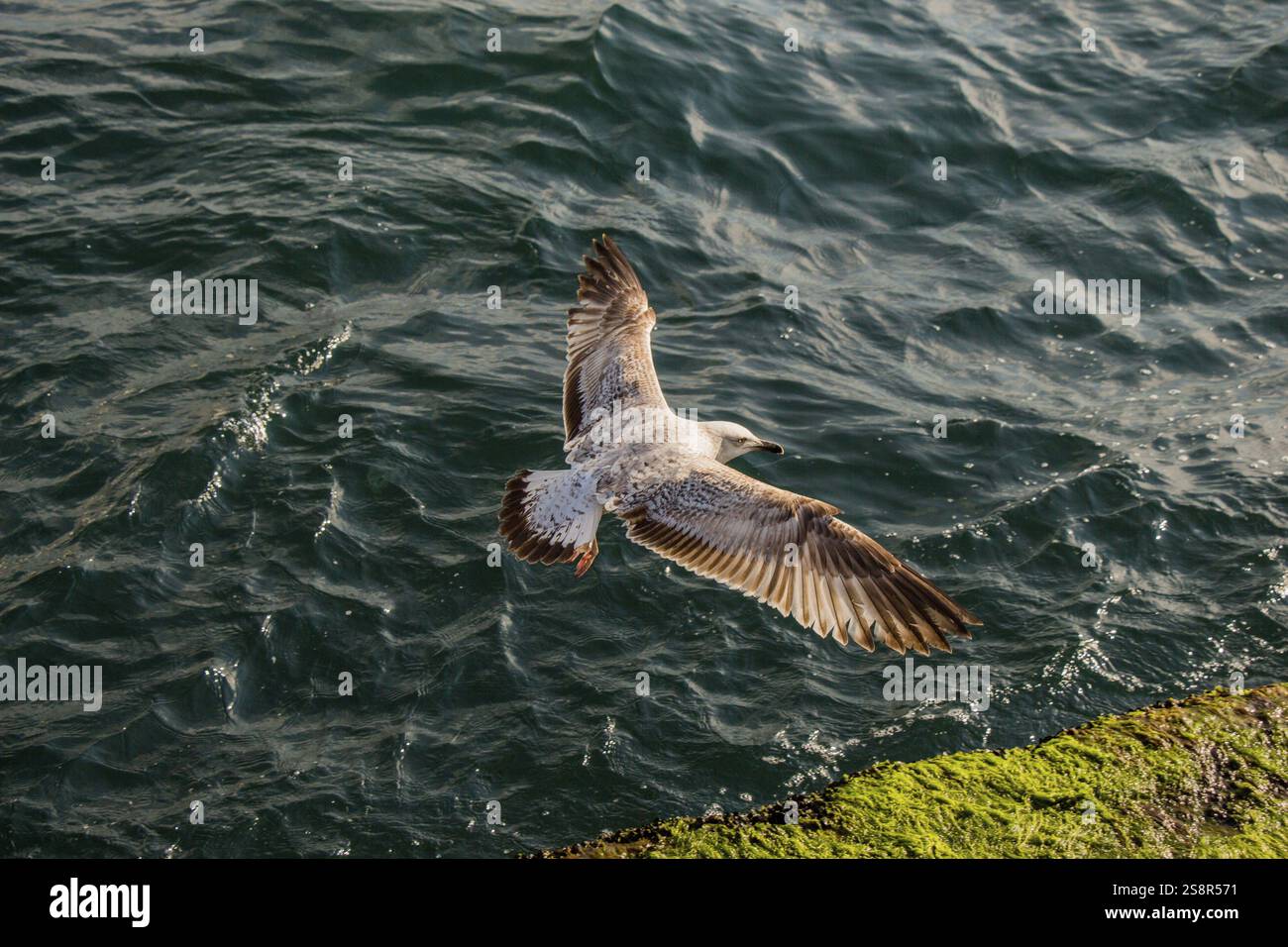 Single seagull flying with with sea as a background Stock Photo