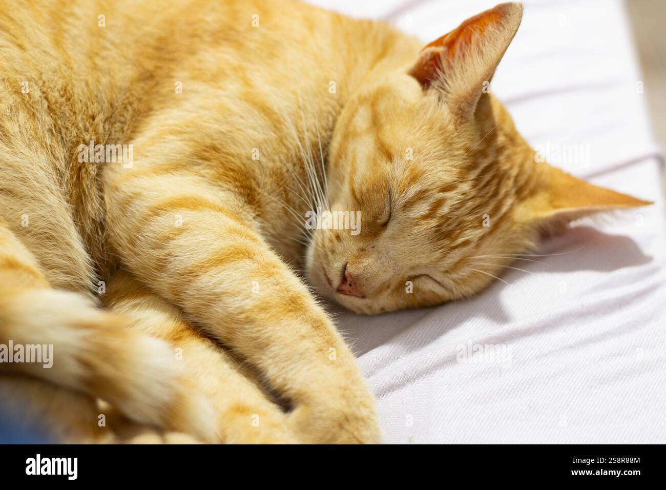Ginger cat sleeping on bed hi-res stock photography and images - Alamy