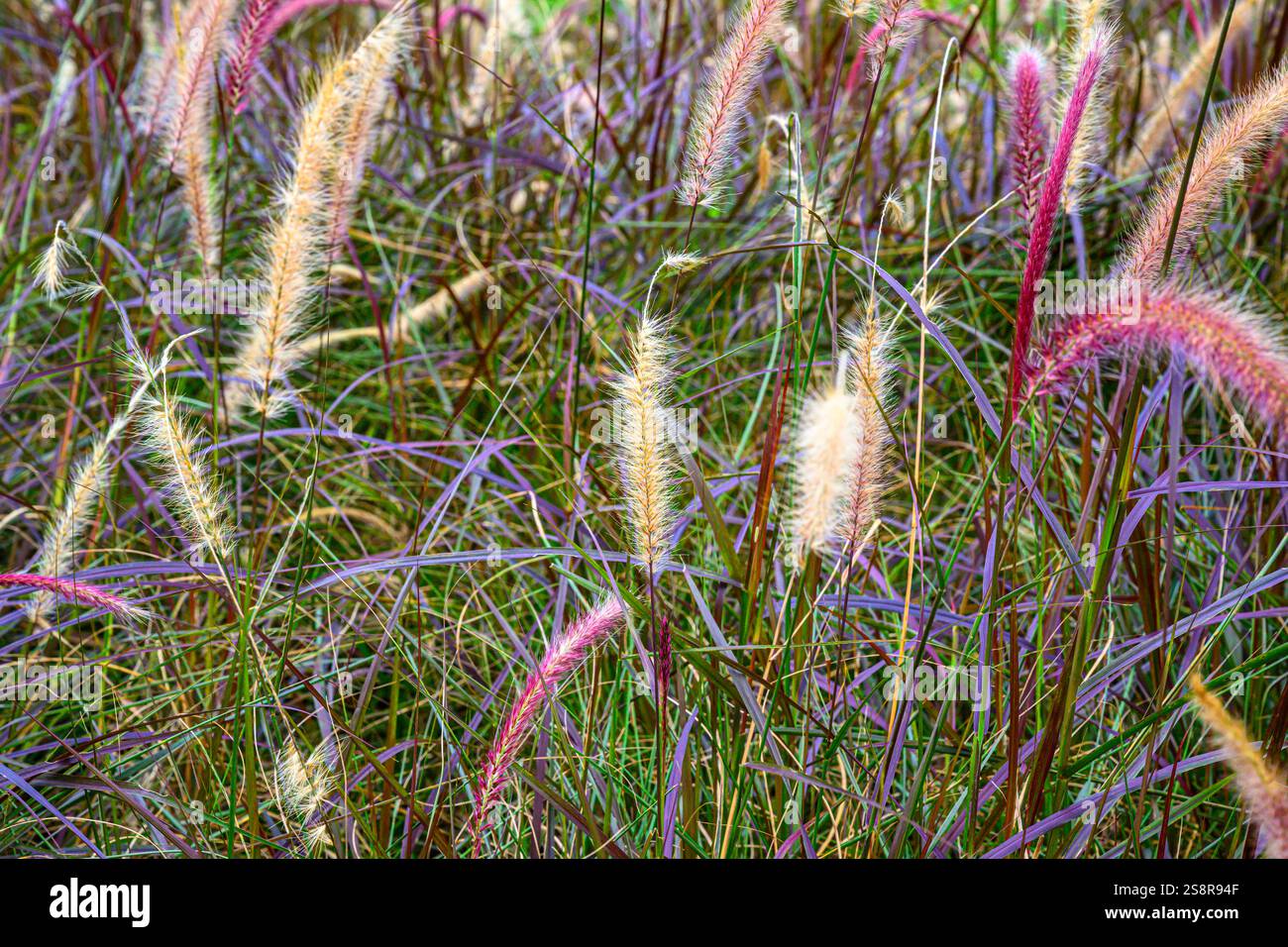Colorful heathers blowing in the wind, an ideal background abstract image Stock Photo