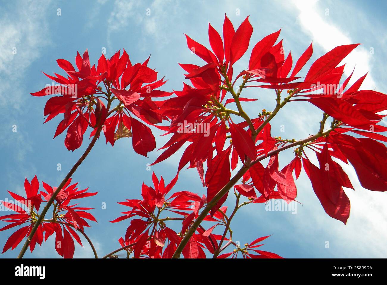Flower of the andes hi-res stock photography and images - Alamy