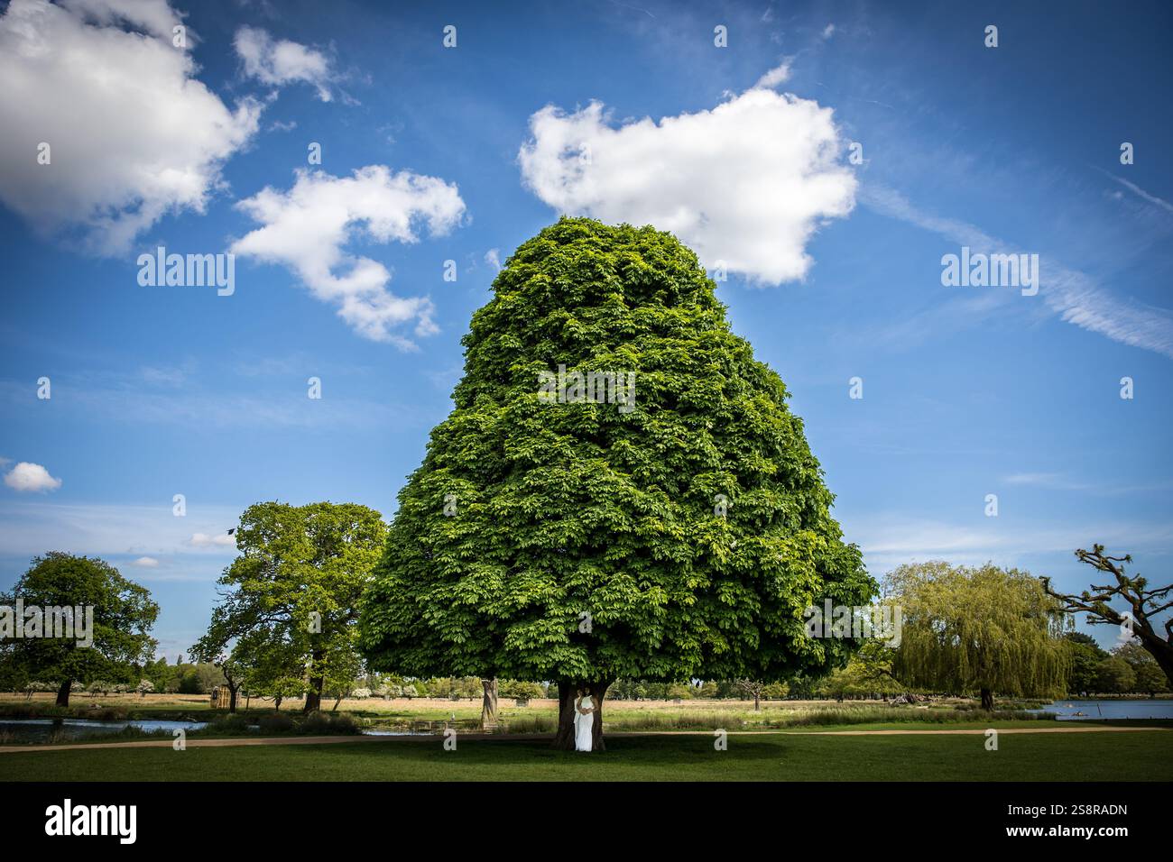 Bushy Park in Hampton Court Road, Hampton Stock Photo