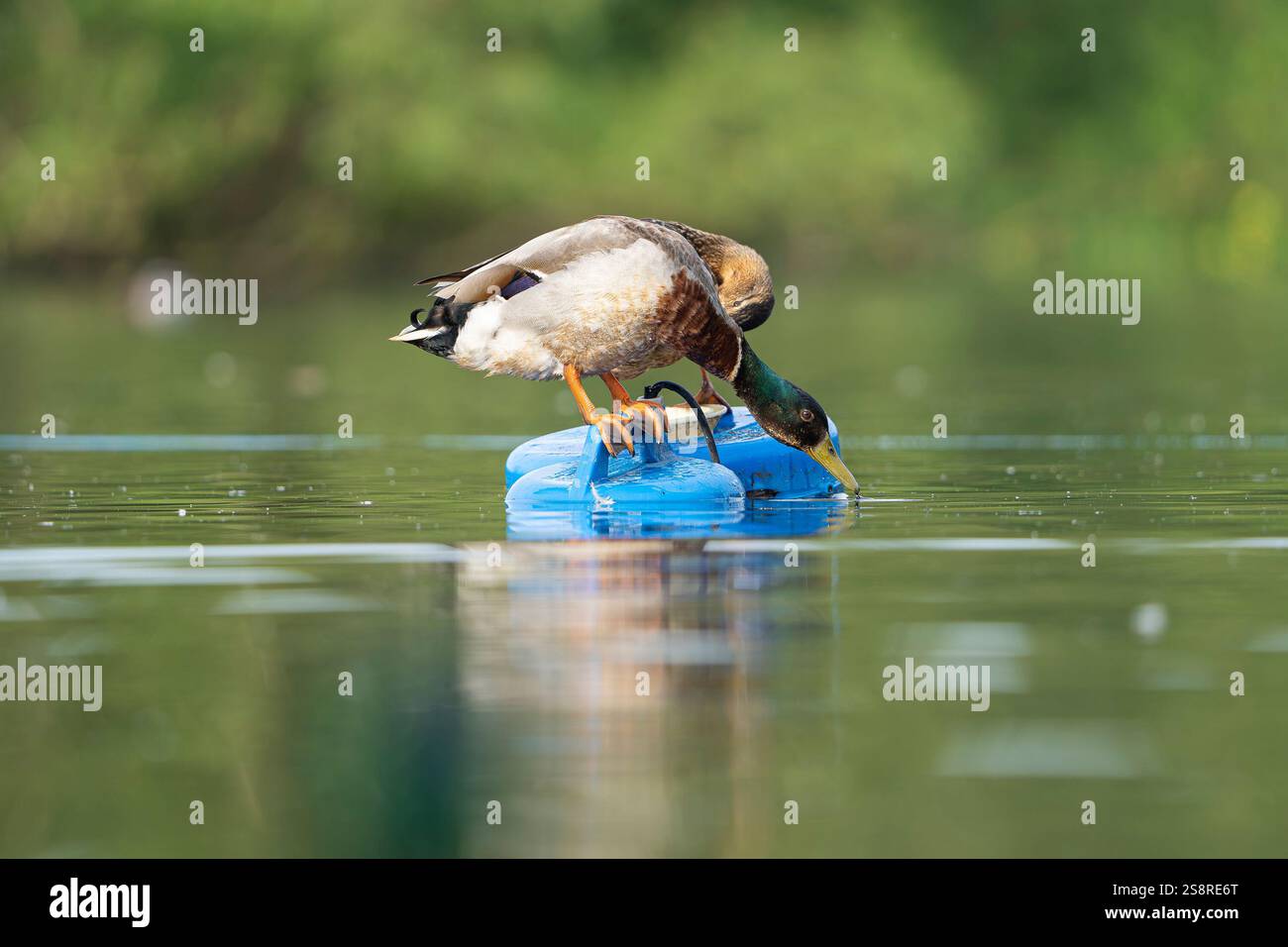 Side view of a wild, UK male and female mallard standing on a float in ...