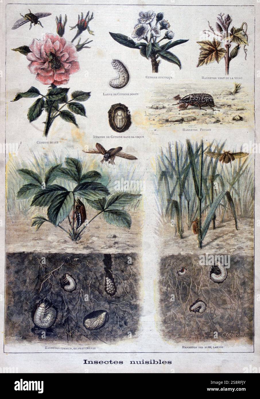 Illustration depicting harmful insects. 1897 Stock Photo