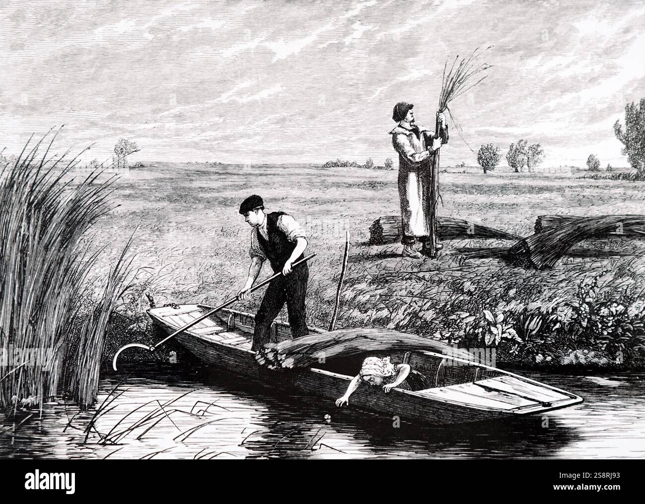 Cutting Rushes Engraving depicting a peasant family cutting the rushes in rural ...