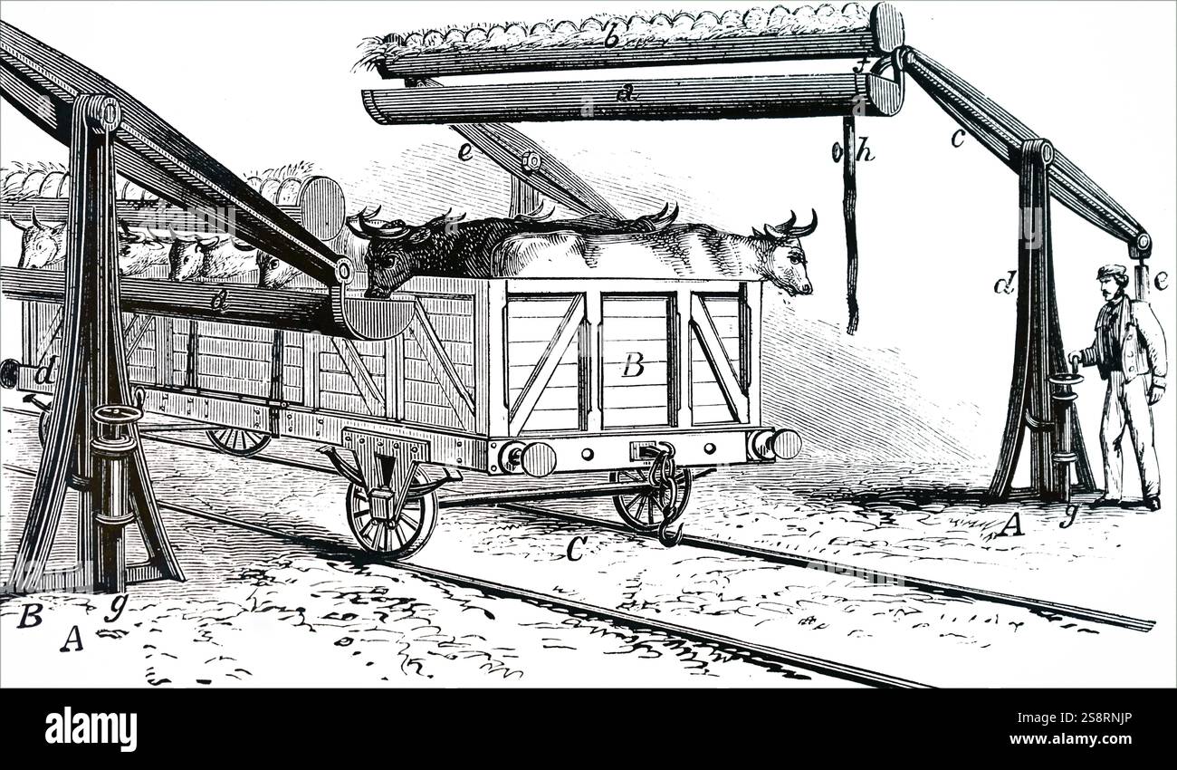 Illustration depicting the apparatus for watering cattle during rail transit without removing them from the their trucks. Dated 19th century Stock Photo