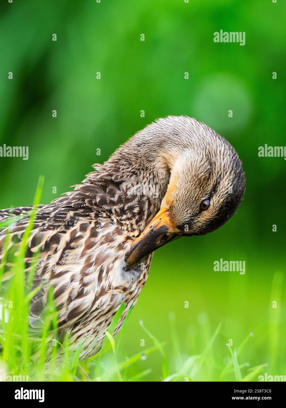 Mallard Anas platyrhynchos female preening on a grassy bank, Ham Wall ...