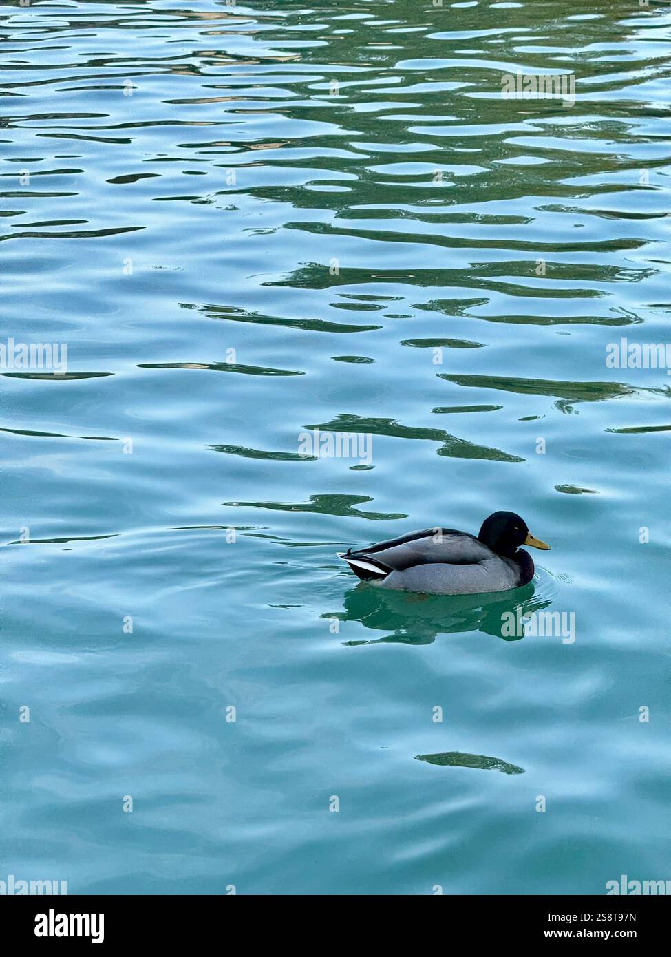 Duck in Parque de El Retiro, Madrid - Smartphone Captured Stock Image