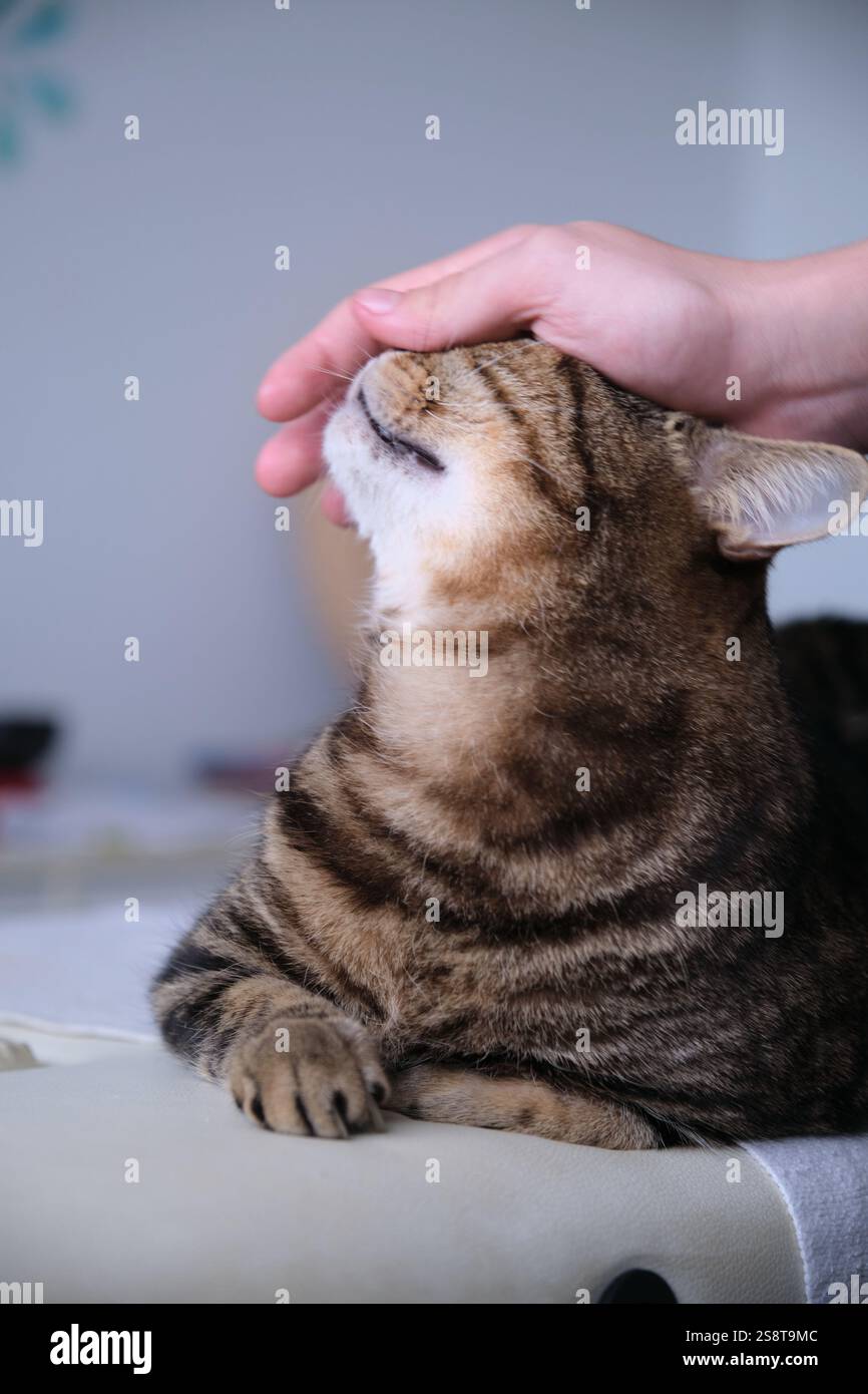 Hand stroking British tabby cat Stock Photo