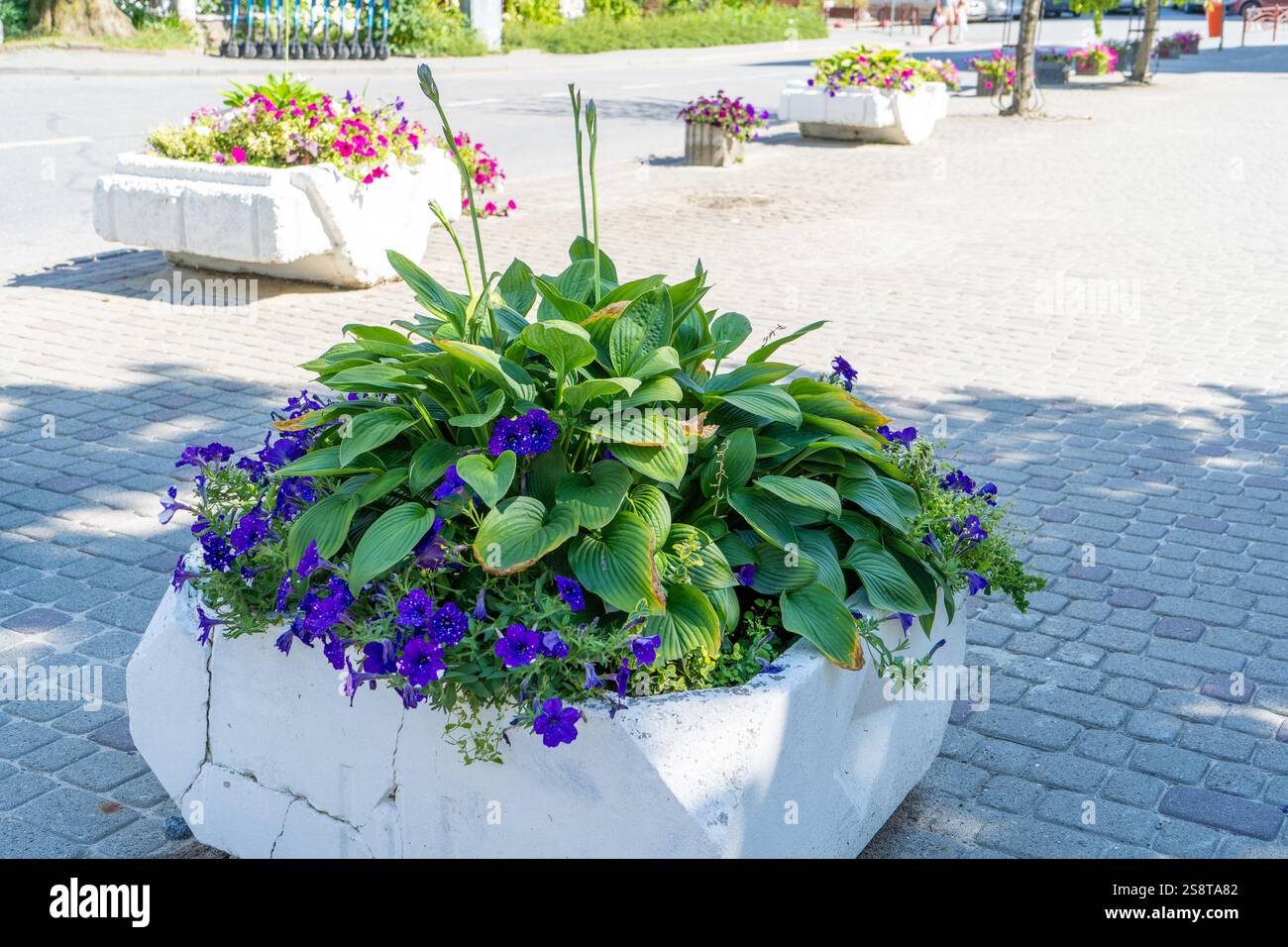 Hosta and Petunia leaves. Mix Flower Bed in Concrete Planter. Mini flowerbed Garden in pot on street Stock Photo
