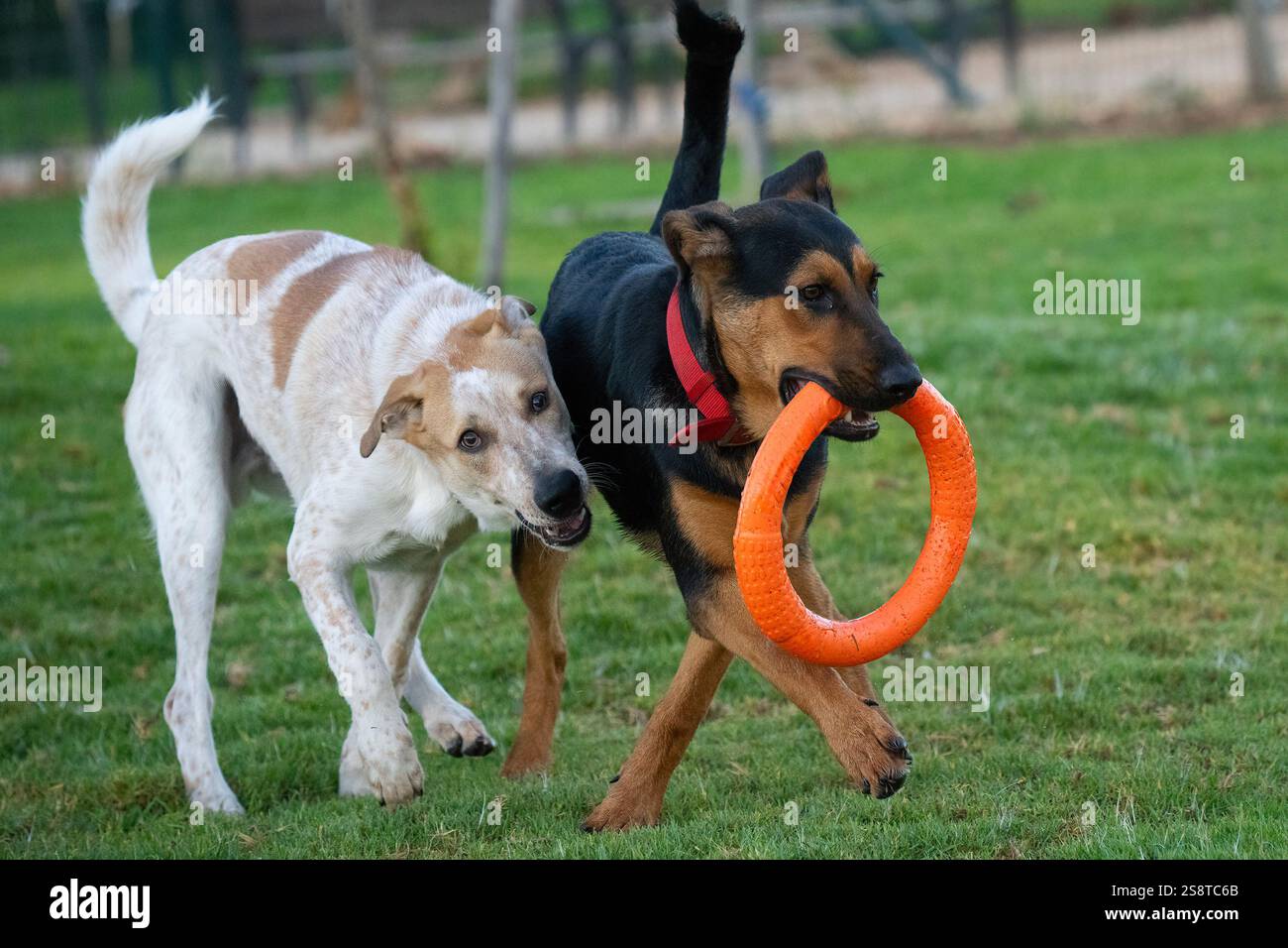 Two dogs playing with a rubber wheel on a park lawn Stock Photo - Alamy