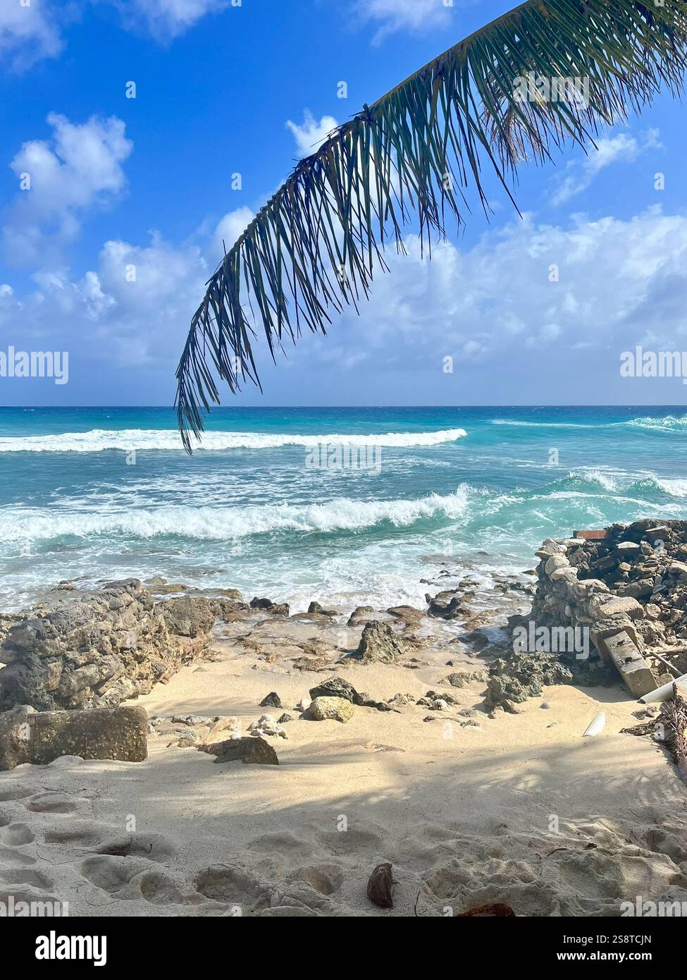 Palm leaves moving on San Luis's coast - Smartphone Captured Stock Image