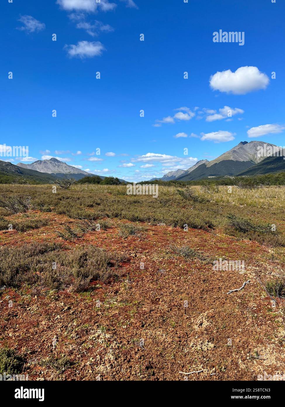 Walking through Ushuaia's peat moss ground - Smartphone Captured Stock Image