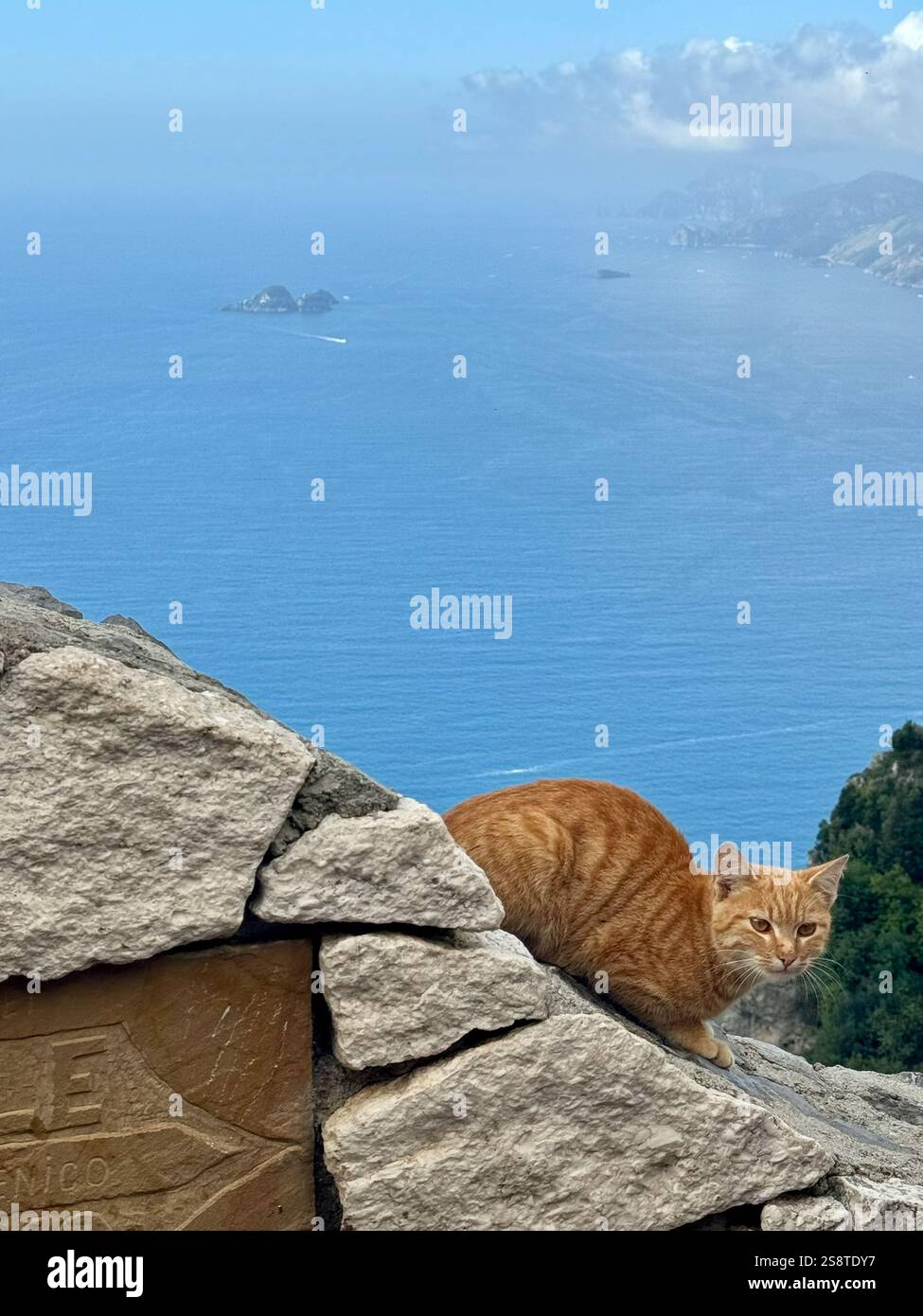 Ginger cat in Path of the Gods - Smartphone Captured Stock Image