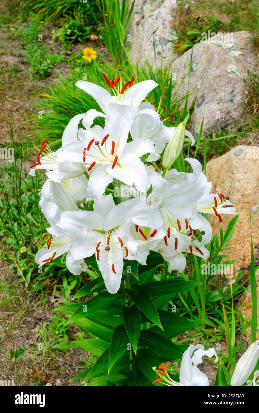 White lily casablanca hi-res stock photography and images - Alamy
