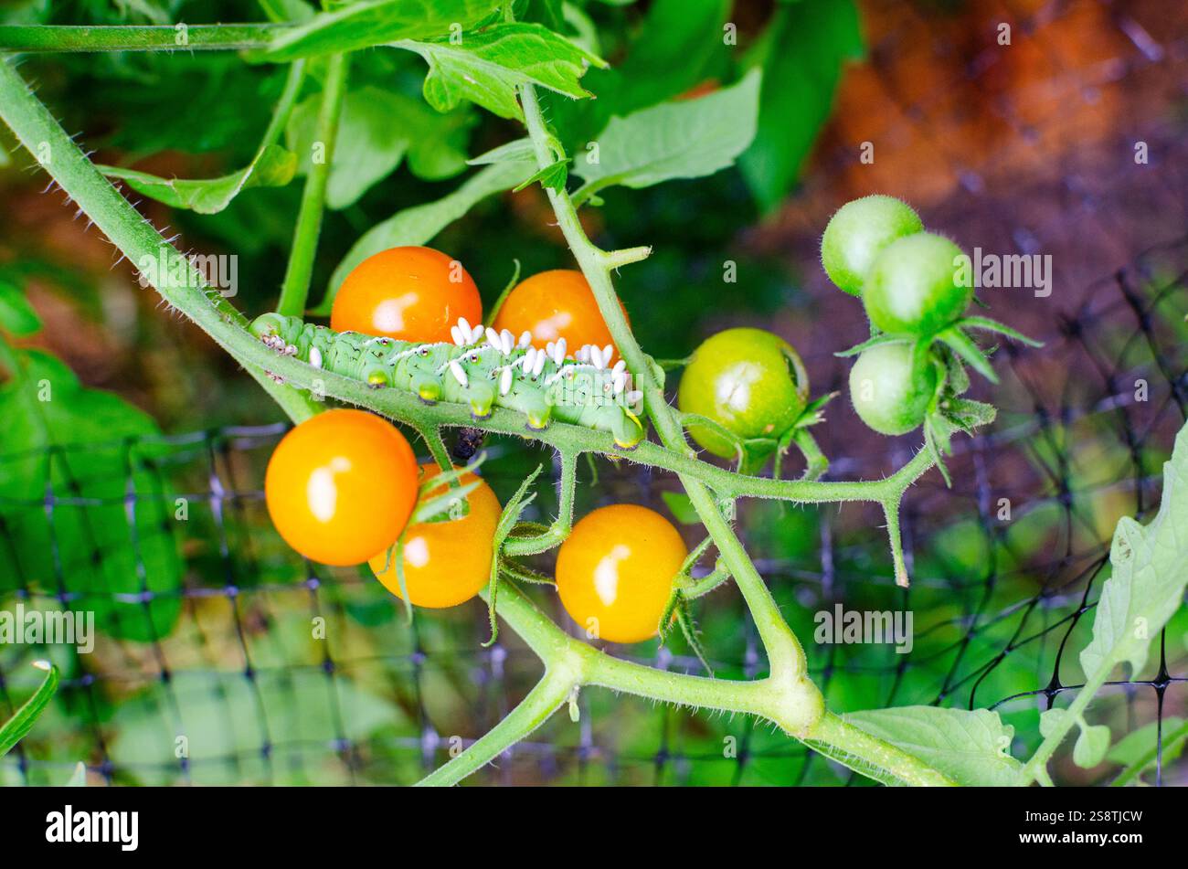 Tomato hornworm hi-res stock photography and images - Alamy
