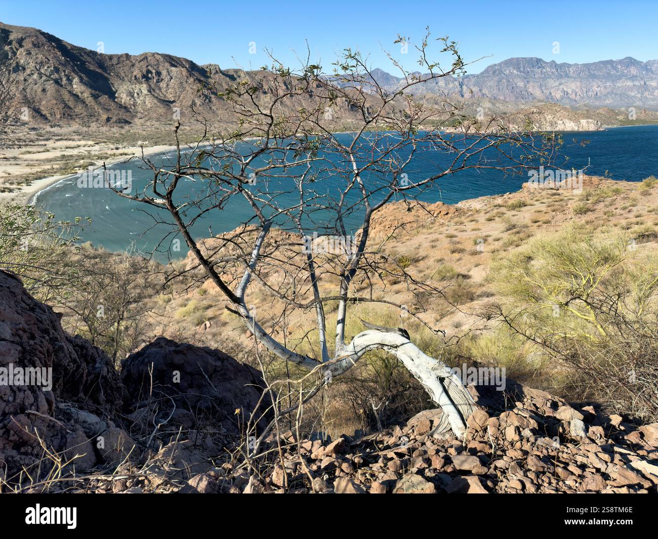 Dead tree in forefront of the Sea of Cortez or the Gulf of California ...