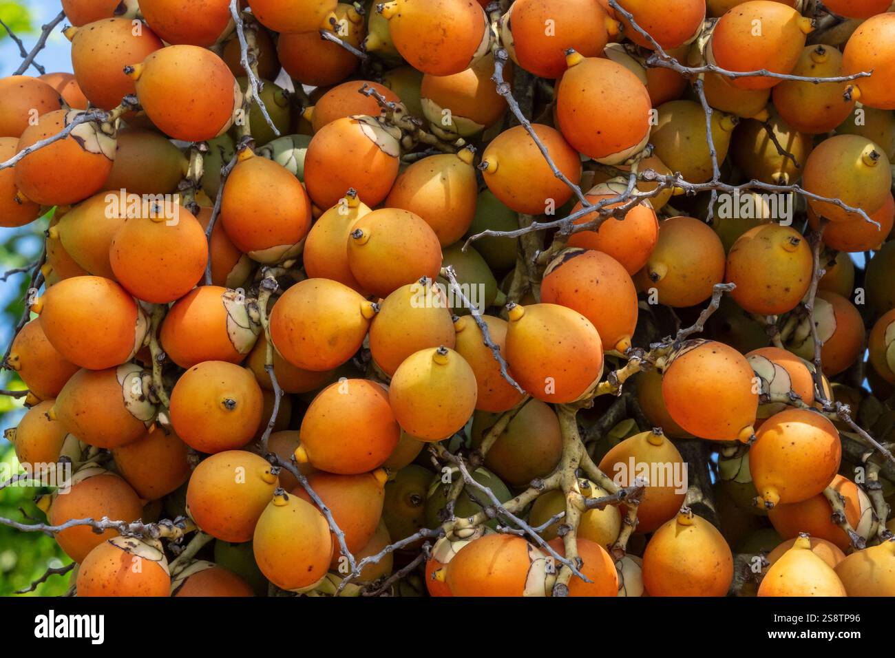 Fruit of foxtail palm tree Stock Photo - Alamy